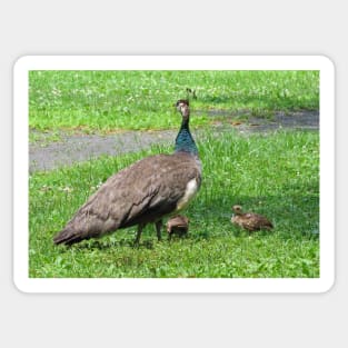 Peahens with chicks,Peafowl,Peacock Sticker